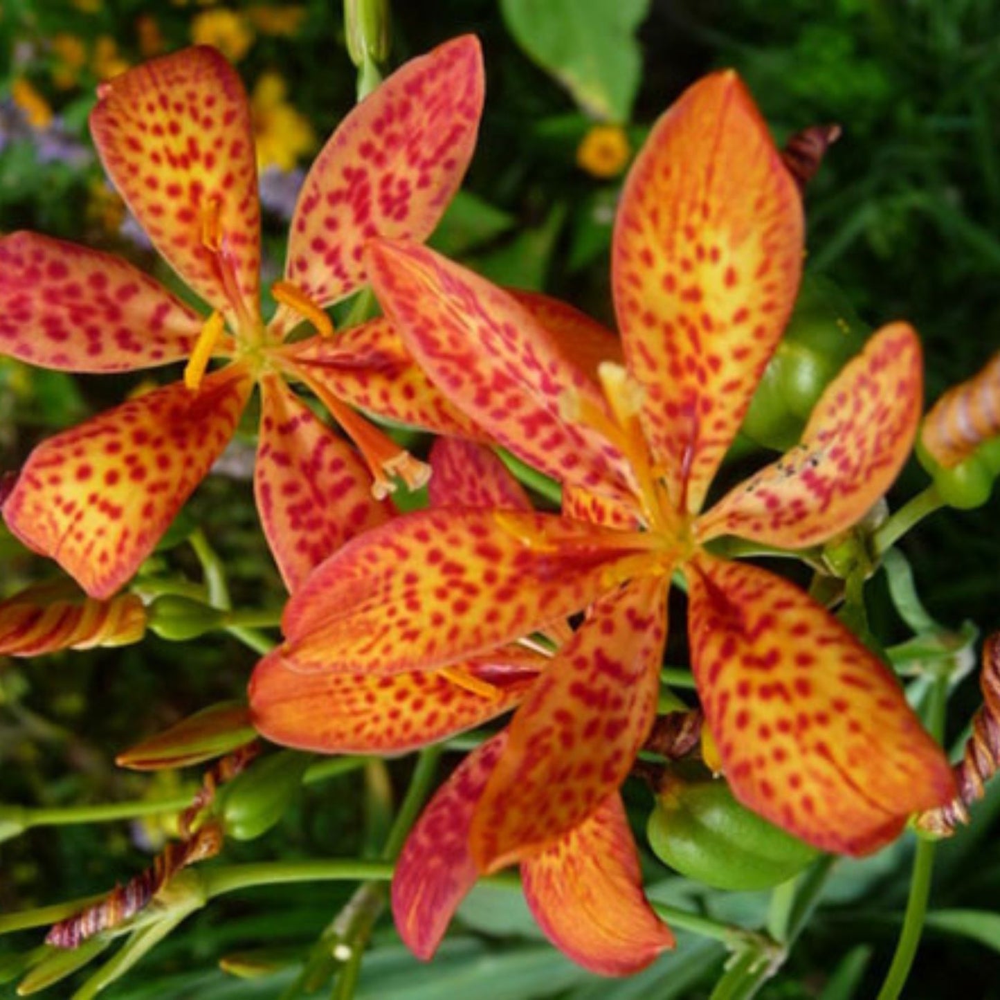 Leopard Lily Seeds 15 Pack, Belamcanda chinensis, Perennial Flower Seeds for Planting, Ornamental Garden Flowers