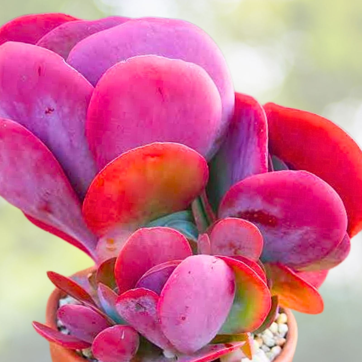 Kalanchoe Blushing Heart Live Plant - 2.5" Pot - Indoor Succulent Cactus - Ideal Houseplant - Kalanchoe thyrsiflora