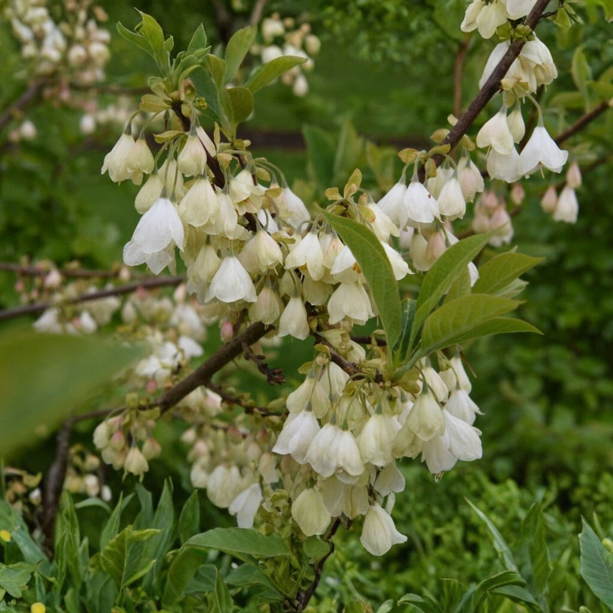 Carolina Silverbell Cuttings 10-Pack - Halesia carolina Garden Plant for Landscaping and Home Gardening