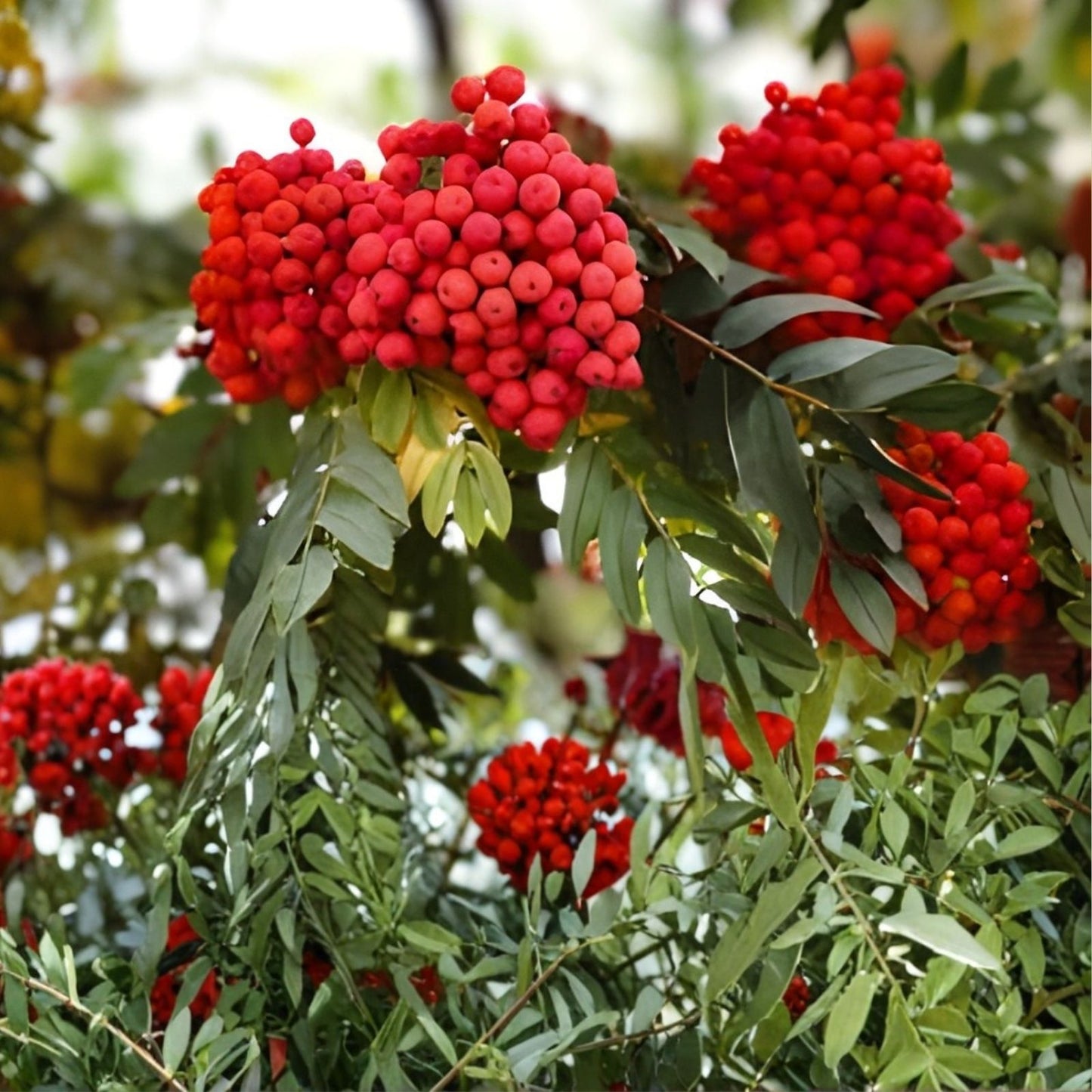 Amur Rowan Seeds 20 Pack Sorbus Aucuparia Mountain Ash Tree Ornamental Tree Seeds