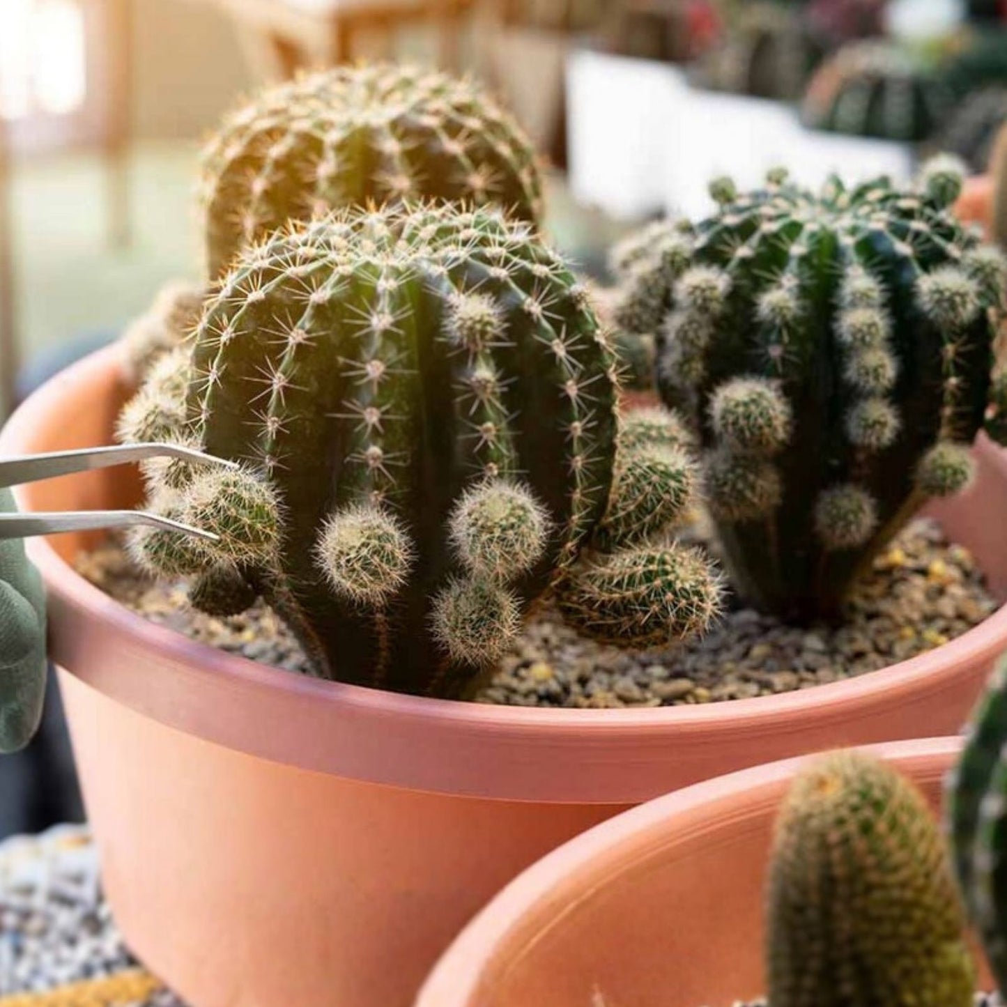 Cactus Cutting 4" Succulent Variety for Propagation Indoor Decor Unnamed Species