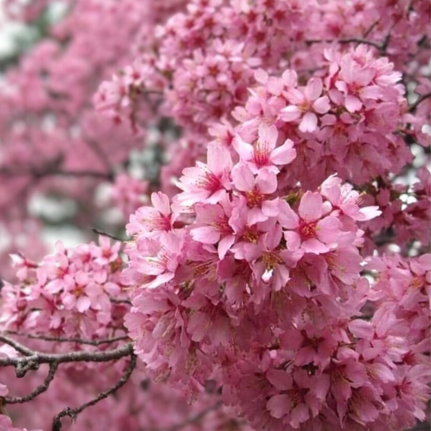 Akebono Flowering Cherry Tree Live Starter Plant 6" Soft Pink Flowers Prunus yedoensis, Ornamental Tree, Spring Blooms