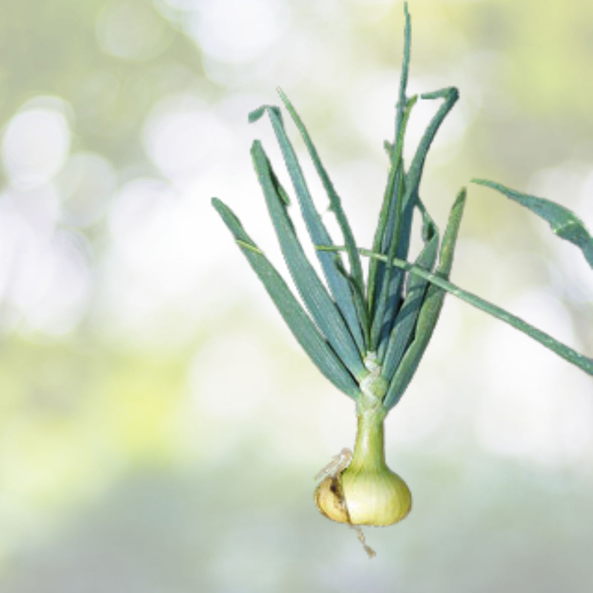 Barletta Onion Seeds | NON-GMO Heirloom Vegetable Seeds | Fresh & Flavorful | Allium cepa