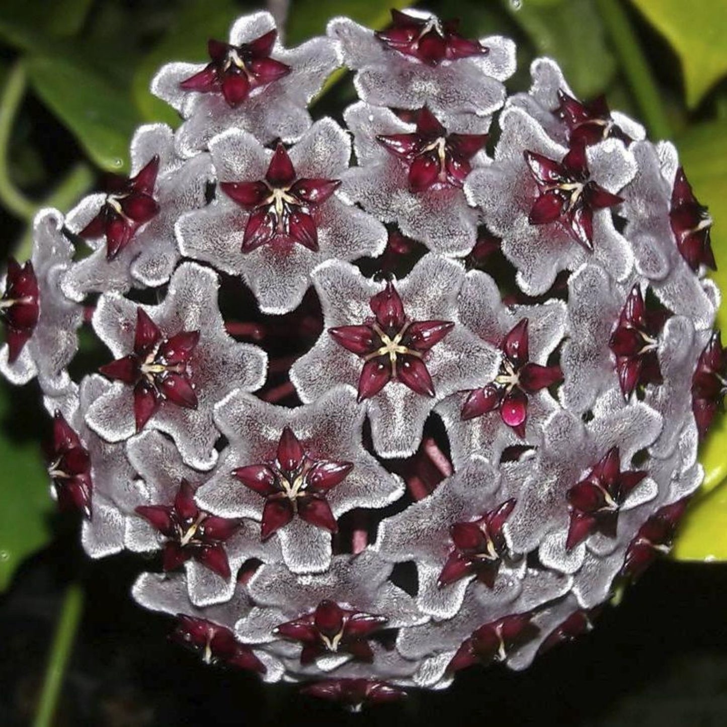 Hoya Plant 2.5" Pot Royal Hawaiian Purple Hoya pubicalyx 'Royal Hawaiian Purple' Rooted Plant