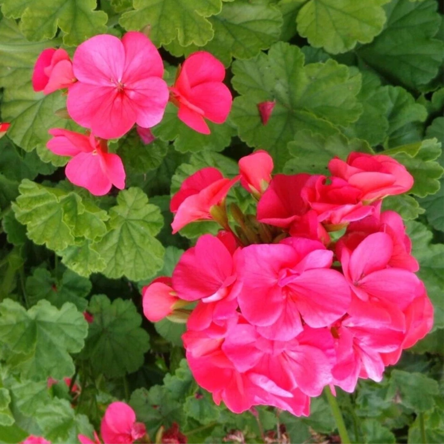 Hardy Geranium Cuttings 5 x 6" Fragrant Red Orange Flowers (Pelargonium) Fresh Plant Starts