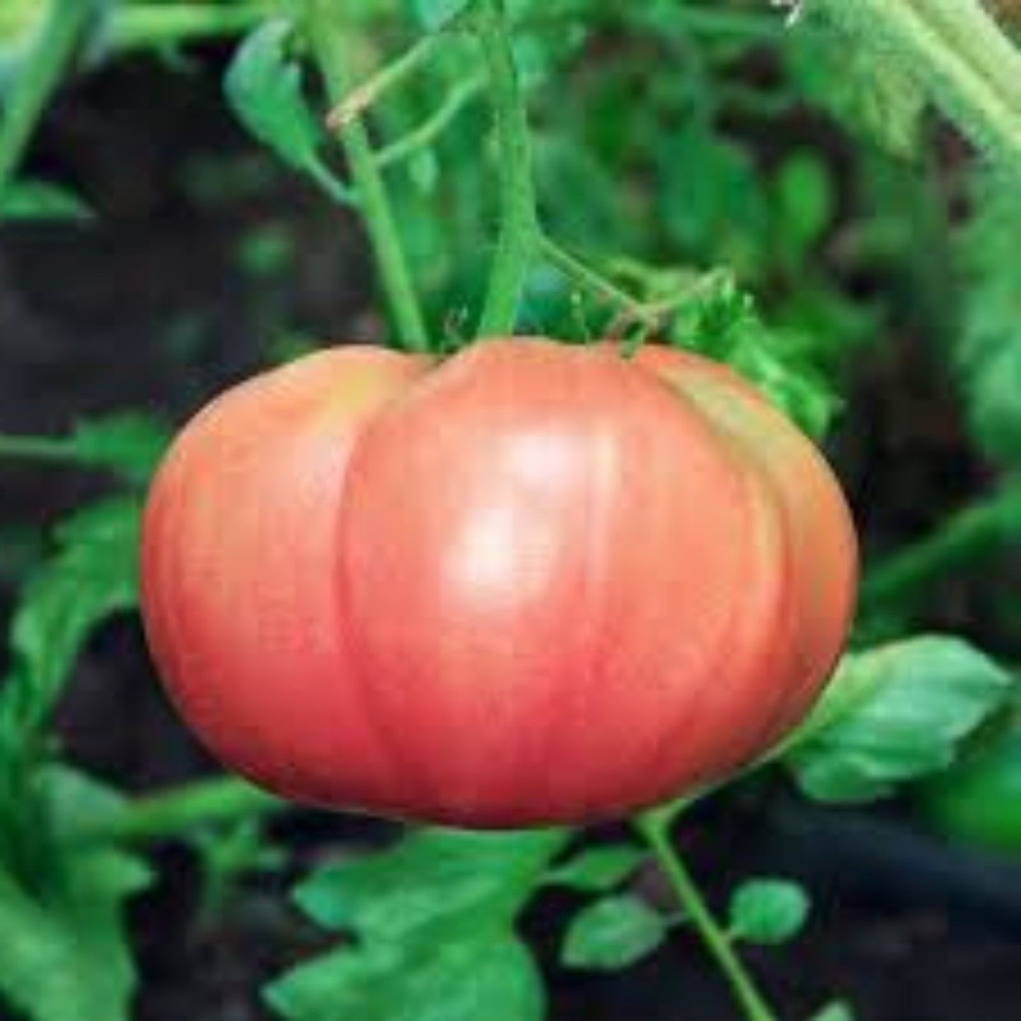 Tomato Seeds 100 Count – Bradley Pink Variety – Dark Pink Fruit – Solanum lycopersicum