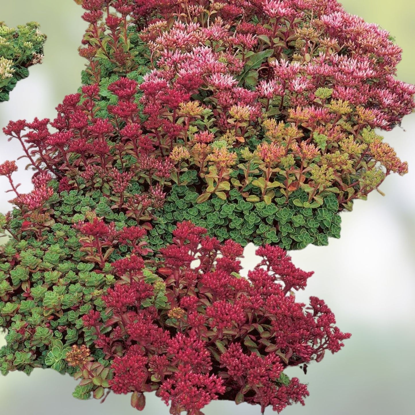 Mixed Creeping Sedum and Cactus Cuttings Set – 30 Live Perennial Garden, Landscape, and Pot Plants