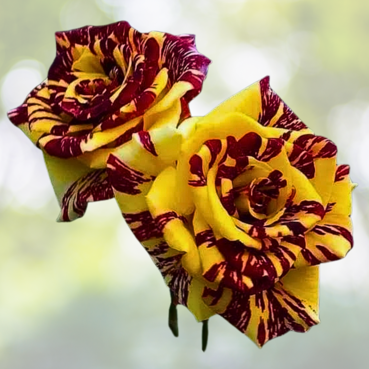 20pcs Tea Rose Seeds, Fragrant Dragon Tiger Variety, Vibrant Blooms, Rosa spp. Ideal for Gardeners and Flower Enthusiasts