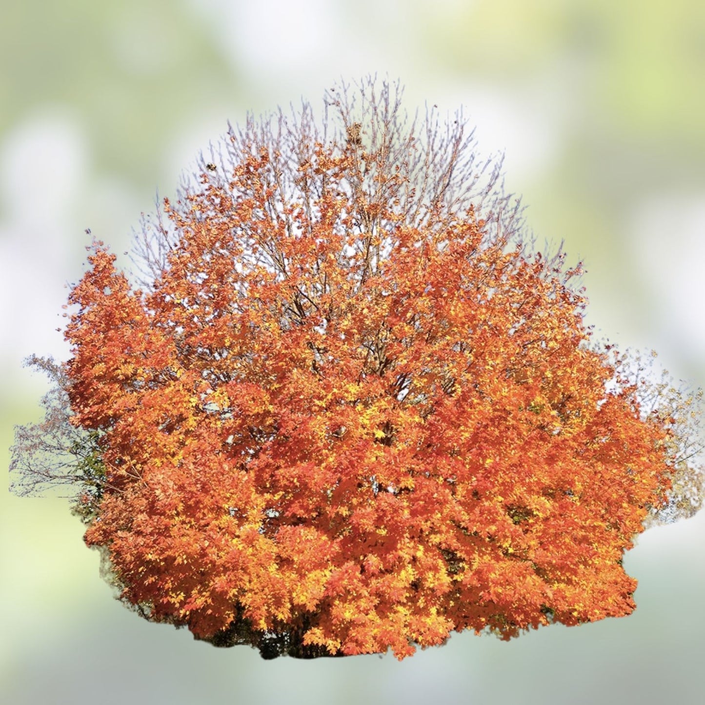 Sugar Maple Tree Seeds - 20+ Acer saccharum Seeds for Planting - Vibrant Yellow Fall Leaves - Hardiness and Growth