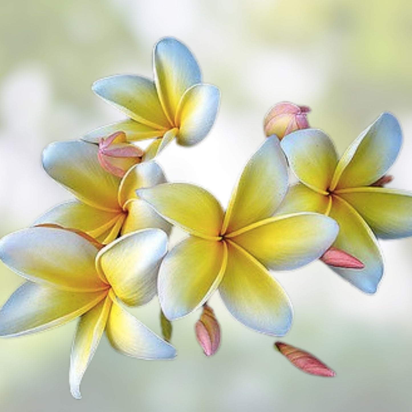 Rooted Plumeria Plant Cutting - Aztec Gold - Tropical Frangipani with 1 Tip - Flowering Plant - Scientific Name: Plumeria rubra
