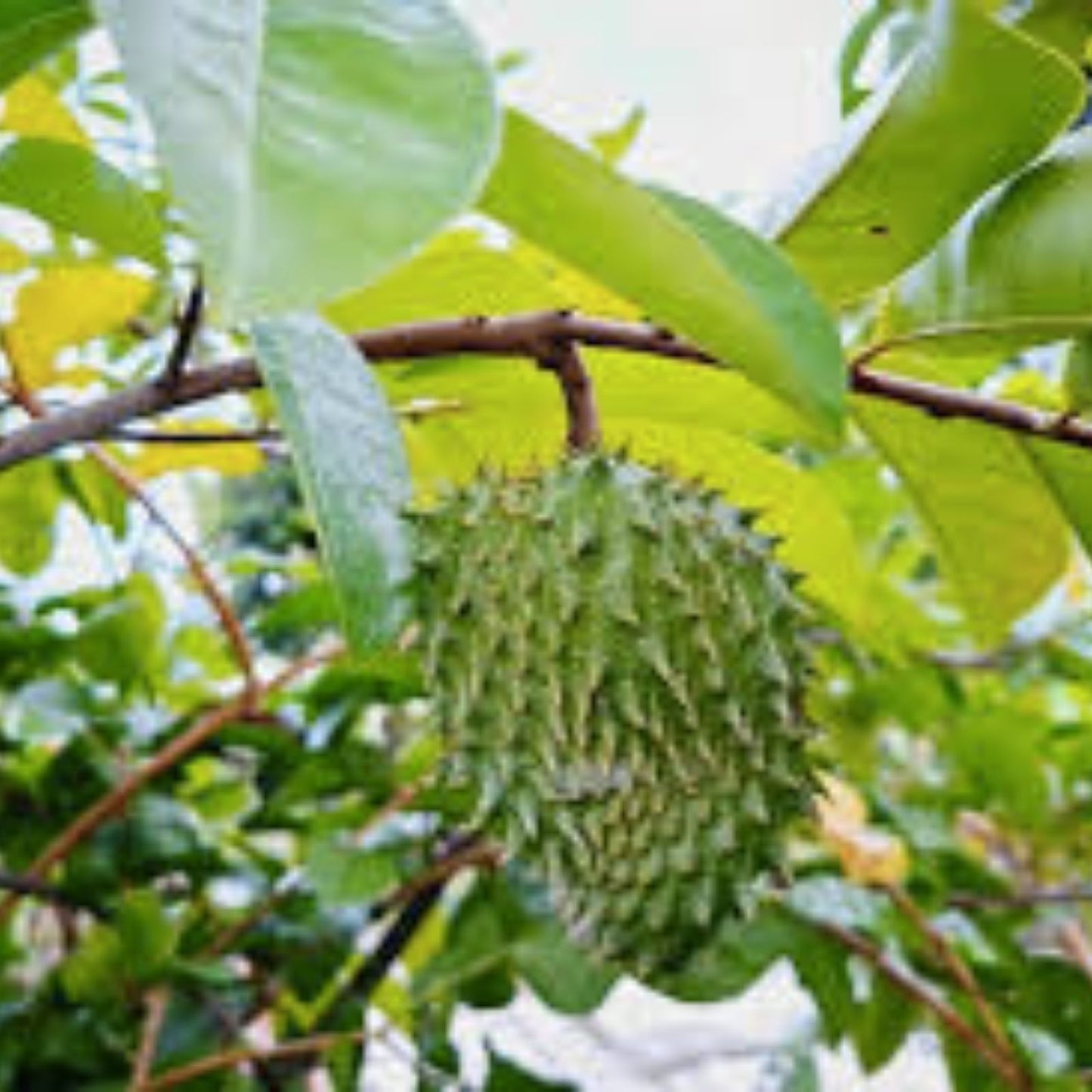 Organic Soursop Tree 5-inch Pot Tropical Fruit Tree Guanábana Annona muricata