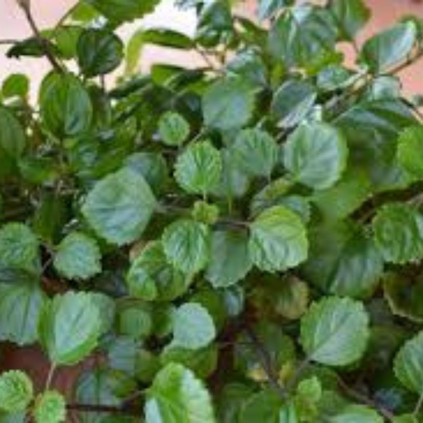 Plectranthus Swedish Ivy Assorted Rooted Starter Plants - Indoor Houseplants for Easy Care & Low Light