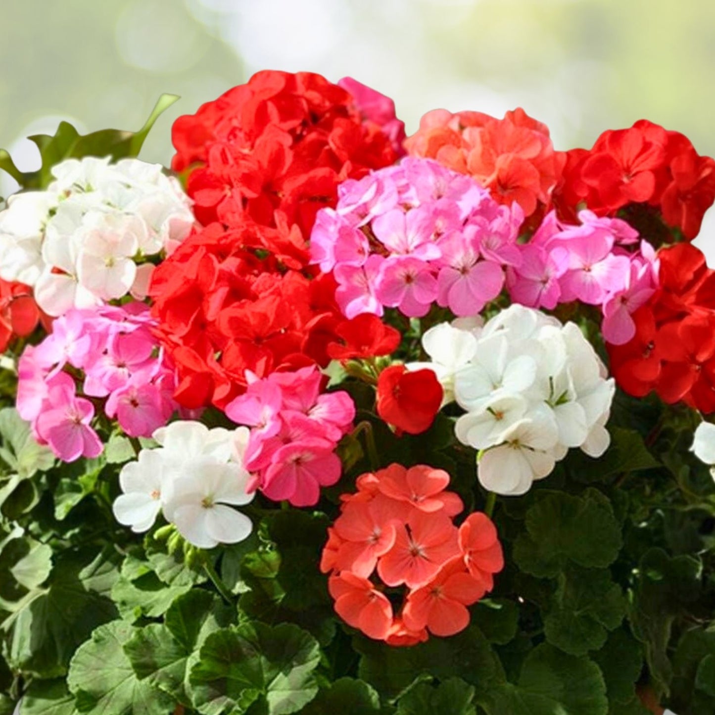 Geranium Seeds 100+ Mandarin Whirl Fragrant Fresh Flower Non-GMO Pelargonium Garden Seeds