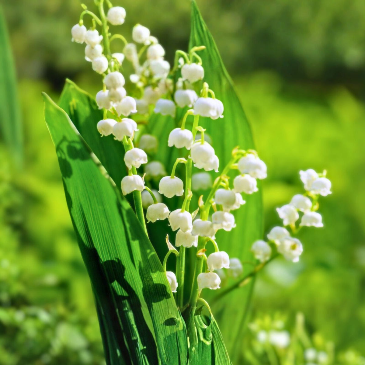 Lilly of the Valley Bare Root Plants - 10 Organic Perennial Live Flowering Transplants - Convallaria majalis