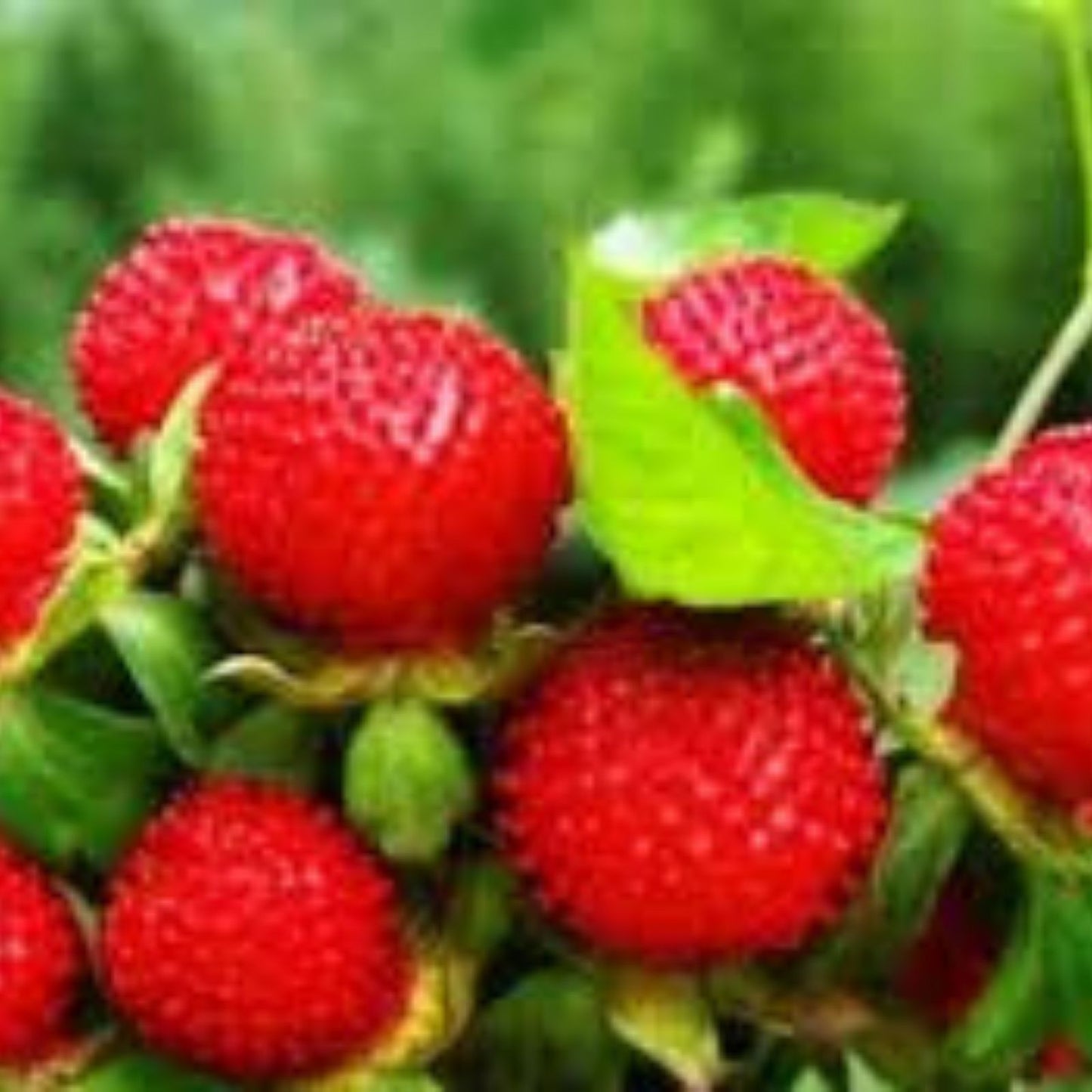 Indian Strawberry Vine Seeds - 100 Seeds - Duchesnea indica - Edible Groundcover Planting Seeds for Garden and Landscaping