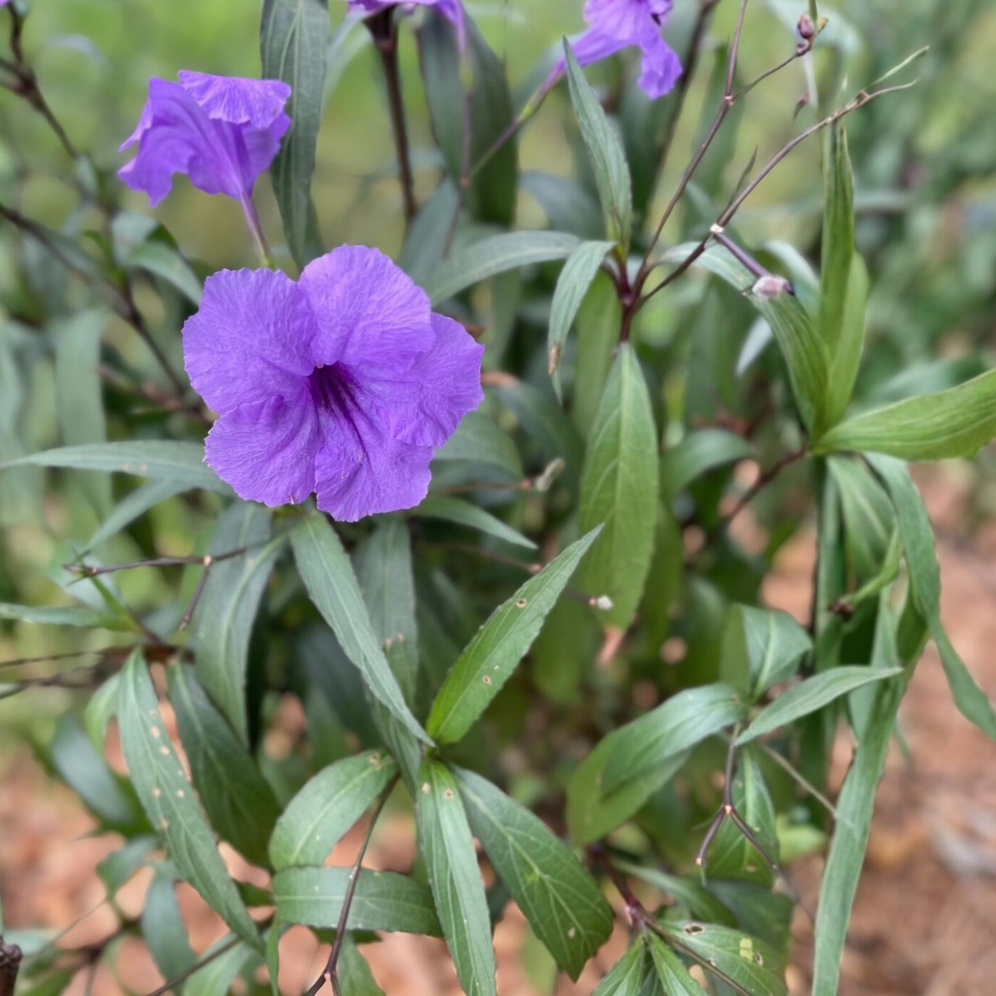 Flowering Mexican Petunia Cuttings - 12 Unrooted Stems - Vibrant Purple Blooms - Ruellia simplex Plant Propagation
