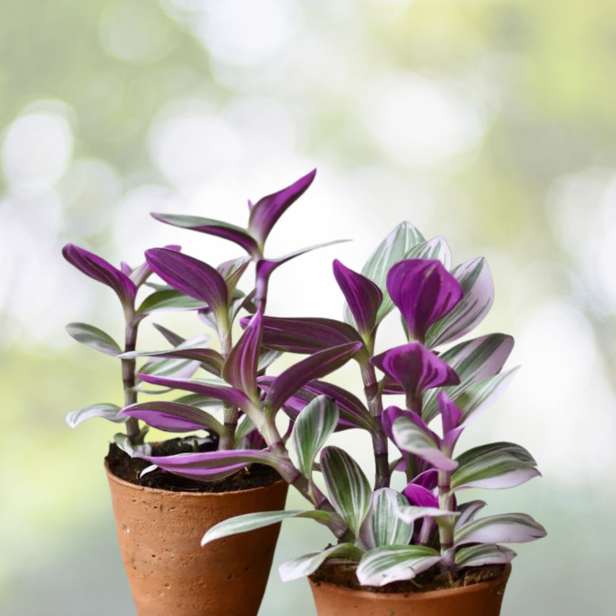 Tradescantia Nanouk Cuttings - 3 Unrooted 3-4 inch Pink Wandering Jew Houseplant for Indoor Decor