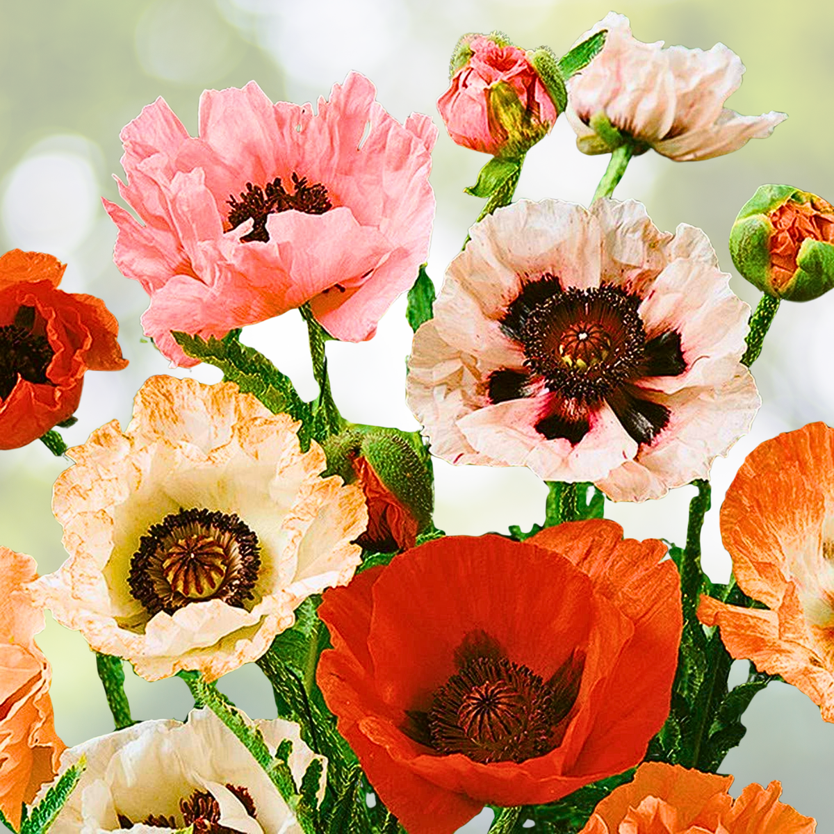 Landscaper's Pack Poppy Mix 5000 Seeds Non-GMO Breadseed Papaver