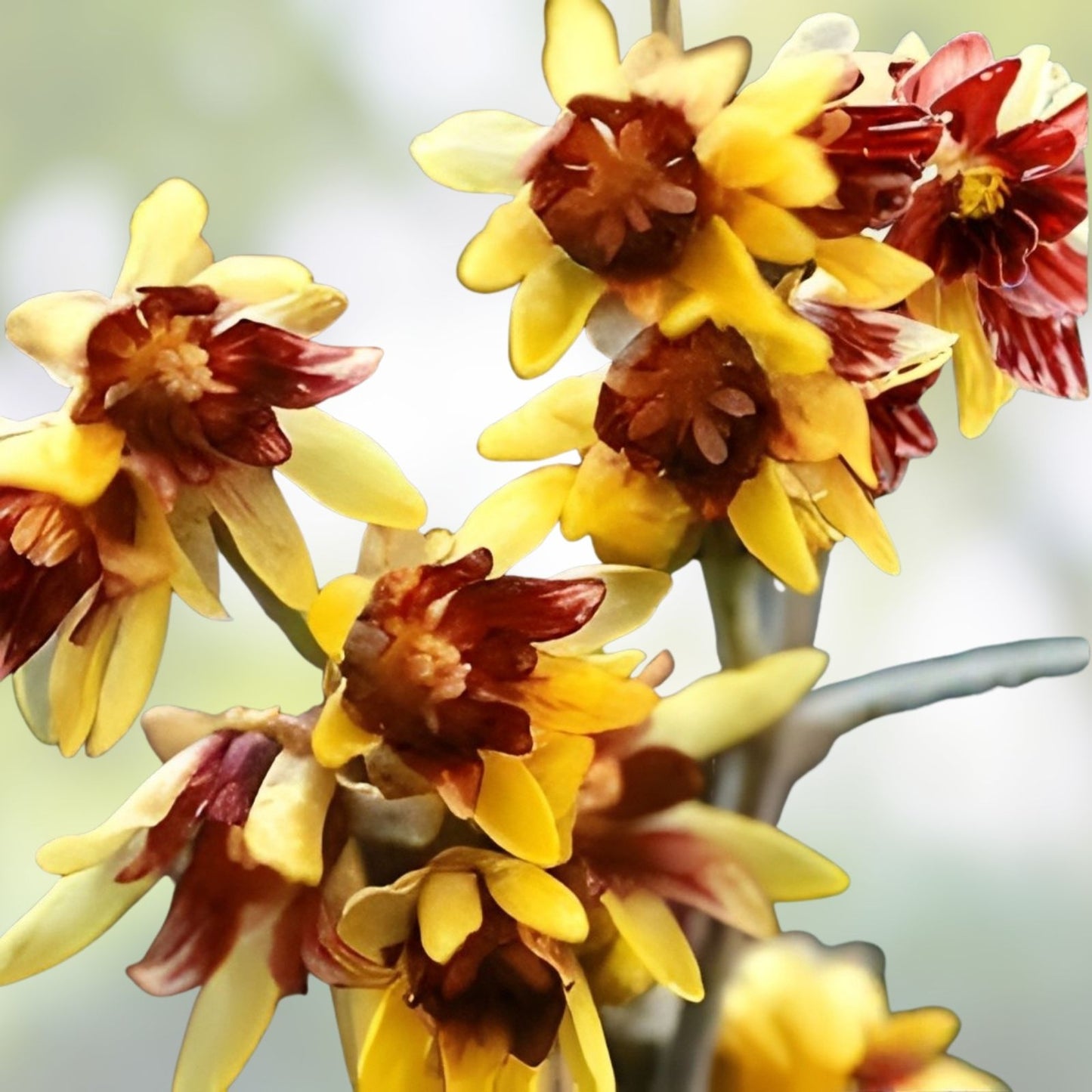Wintersweet Seeds 10 Pack - Fragrant Yellow Flowers - Chimonanthus praecox - Garden Planting Seeds - Ships from Iowa, USA