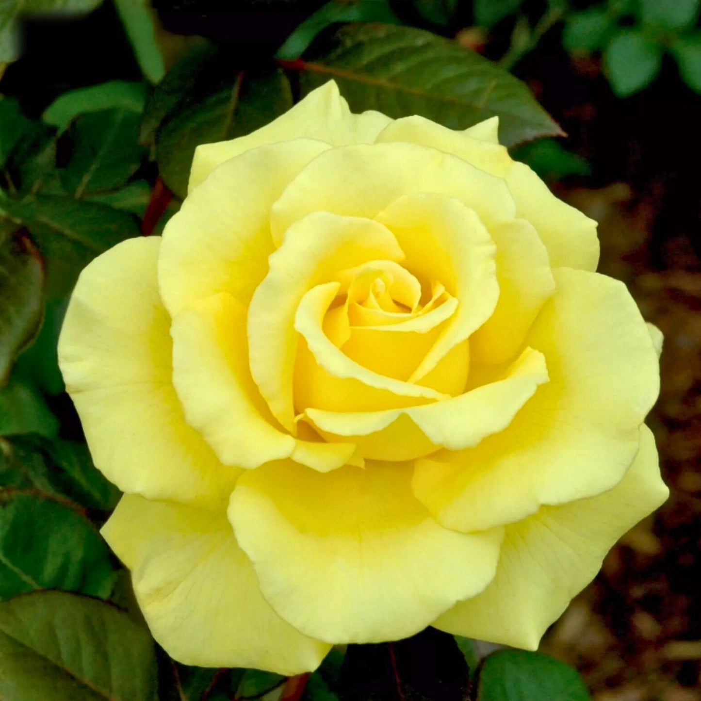Yellow Texas Rose Cuttings 3 Pack for Rooting - Rosa Texana - Live Plant Propagation Material