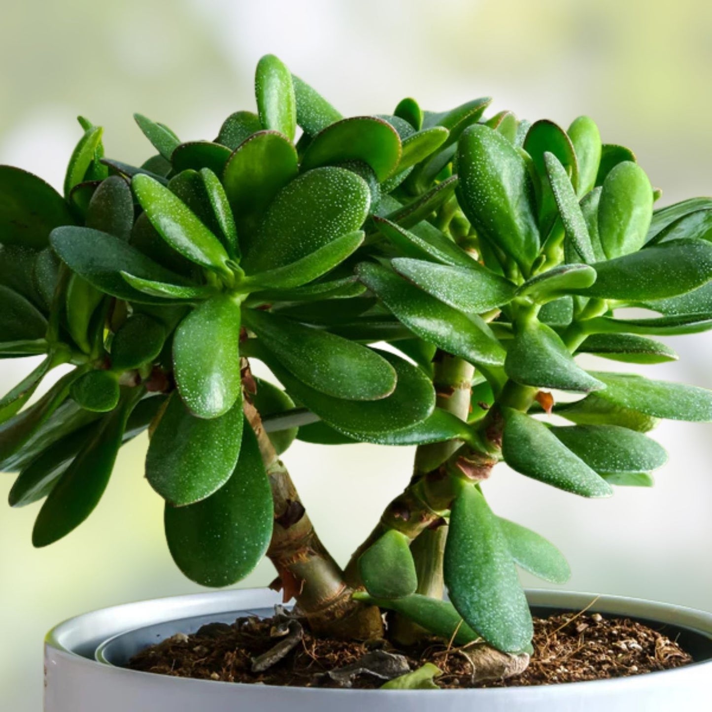 Jade Plant Succulent Thick Cutting 0.75-1 Inch Diameter Crassula ovata, 2 Pieces, Indoor Plant, Easy Care, Green Houseplant