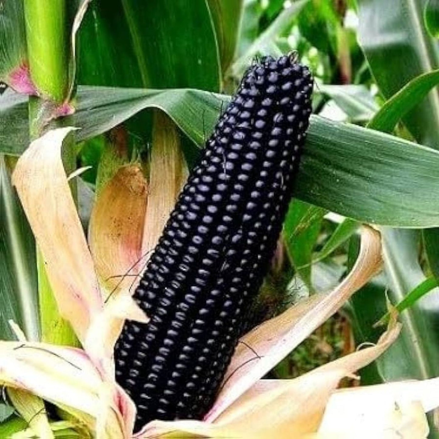 Midnight Black Corn Seeds, Non-GMO Maize, Black Variety, Zea mays, Heirloom Corn Seeds for Planting