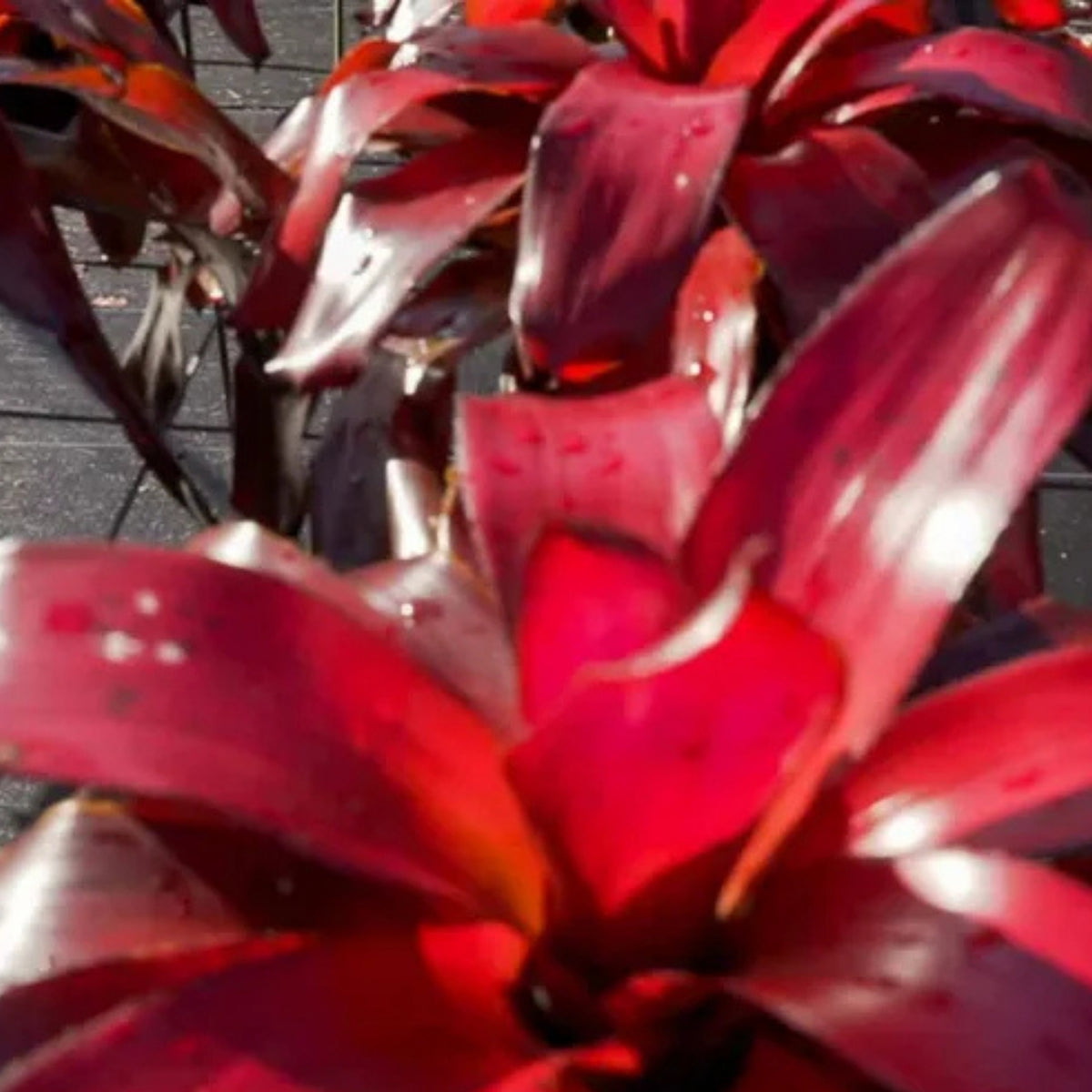 Bromeliad Plant 6" Neoregelia Malbec - Tropical Indoor Houseplant - Live Plant Delivery - Home Decor Plant