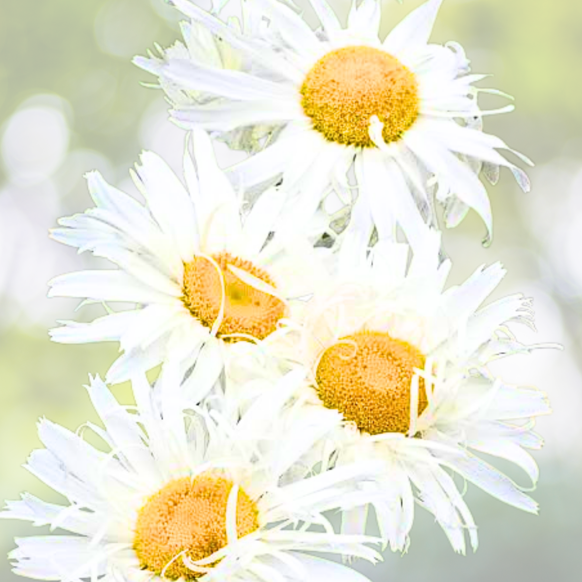 Crazy Daisy Shasta Seeds - 100 Non-GMO Perennial Seeds with Unique Frilly White Flowers - Leucanthemum × superbum
