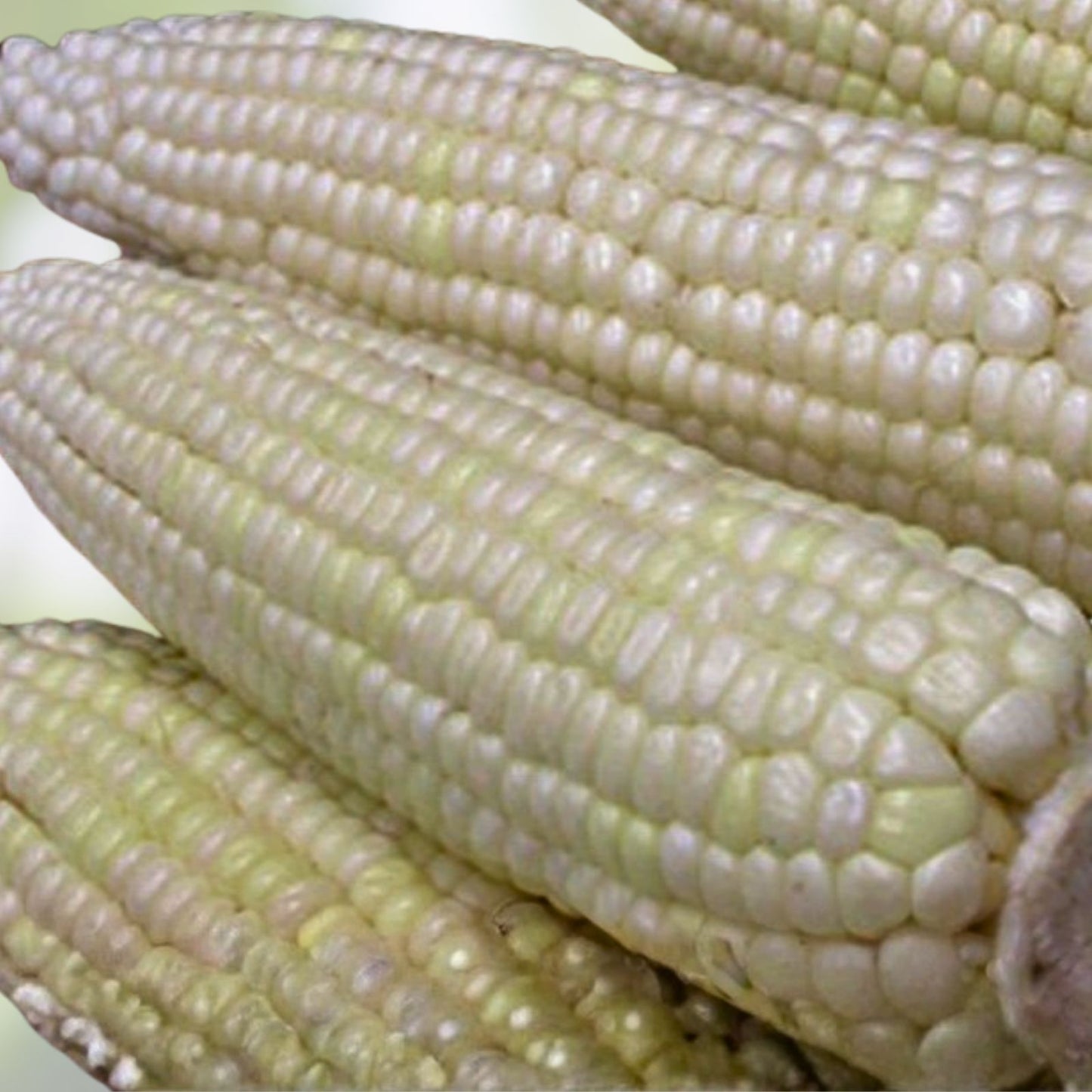 Heirloom Corn Seeds White Stowell's Evergreen 20+ Seeds Sweet Flavor Zea mays Non-GMO Organic Planting Seeds