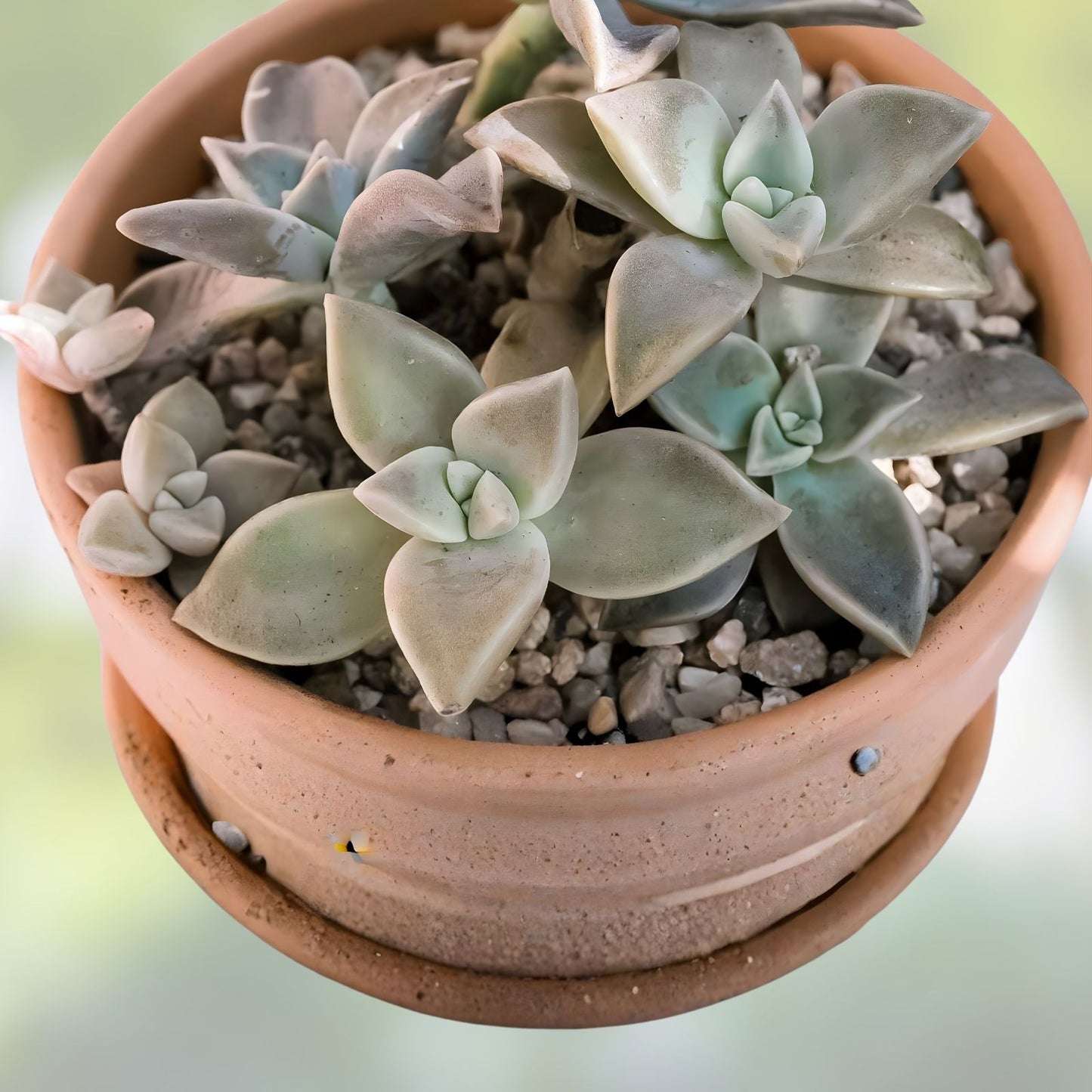 Graptopetalum Paraguayense Ghost Plant Cuttings - 25 Succulent Propagation Plants - Easy Care, Unique Gray-Blue Foliage