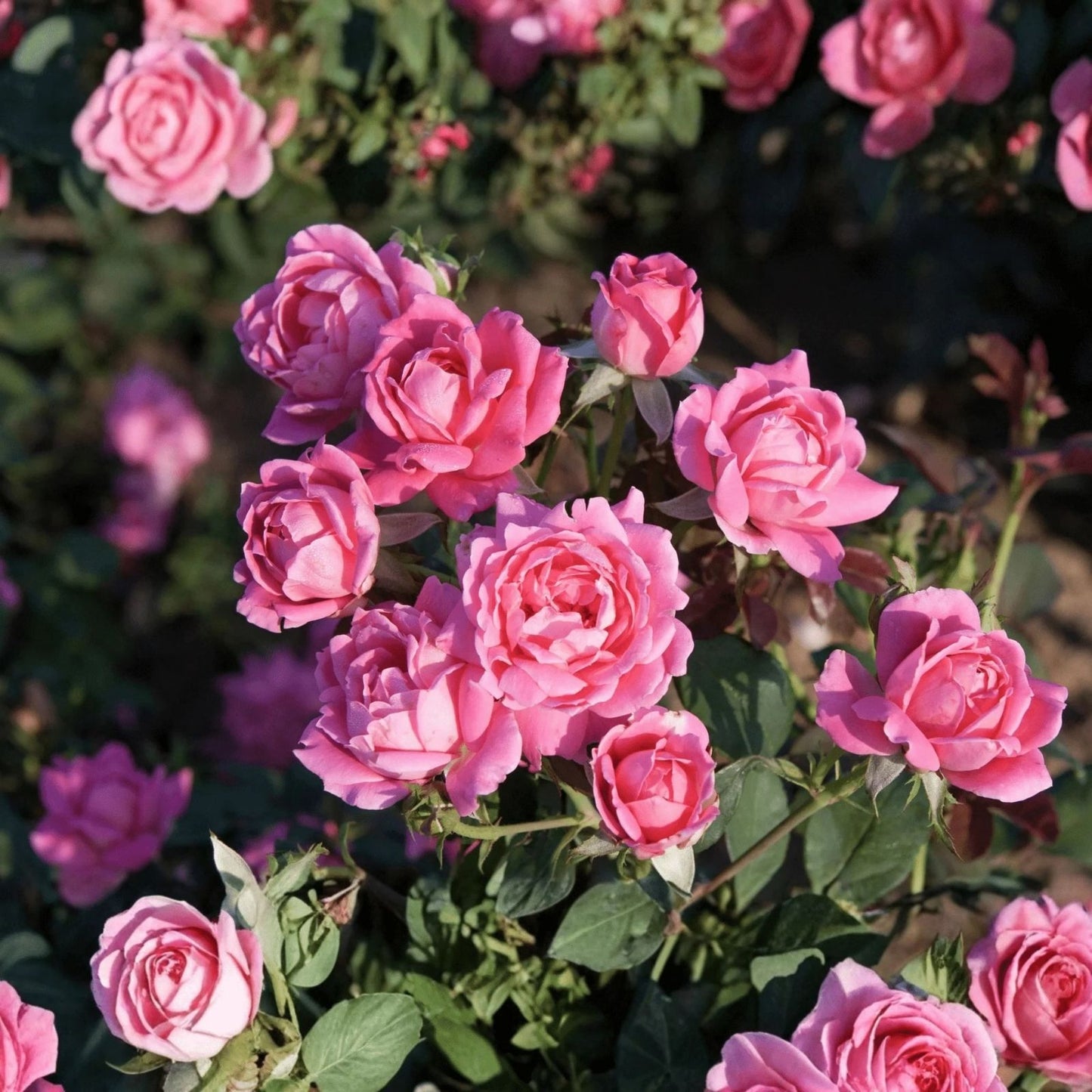 Double Pink Knock Out Roses Rooted Cuttings Live Plants, Rosa 'Knock Out' Flowering Shrubs for Garden