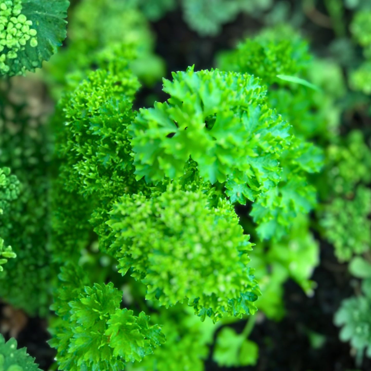 Heirloom Parsley Seeds, Triple Curled, Non-GMO, 100 Seeds, Petroselinum crispum, Culinary Herb, Organic Gardening, Fresh Flavor