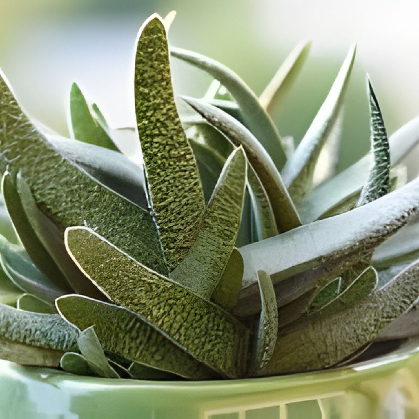 Gasteria Glomerata Cactus Succulent - Live Indoor Houseplant, Low Maintenance Greenery, Real Succulent Plant