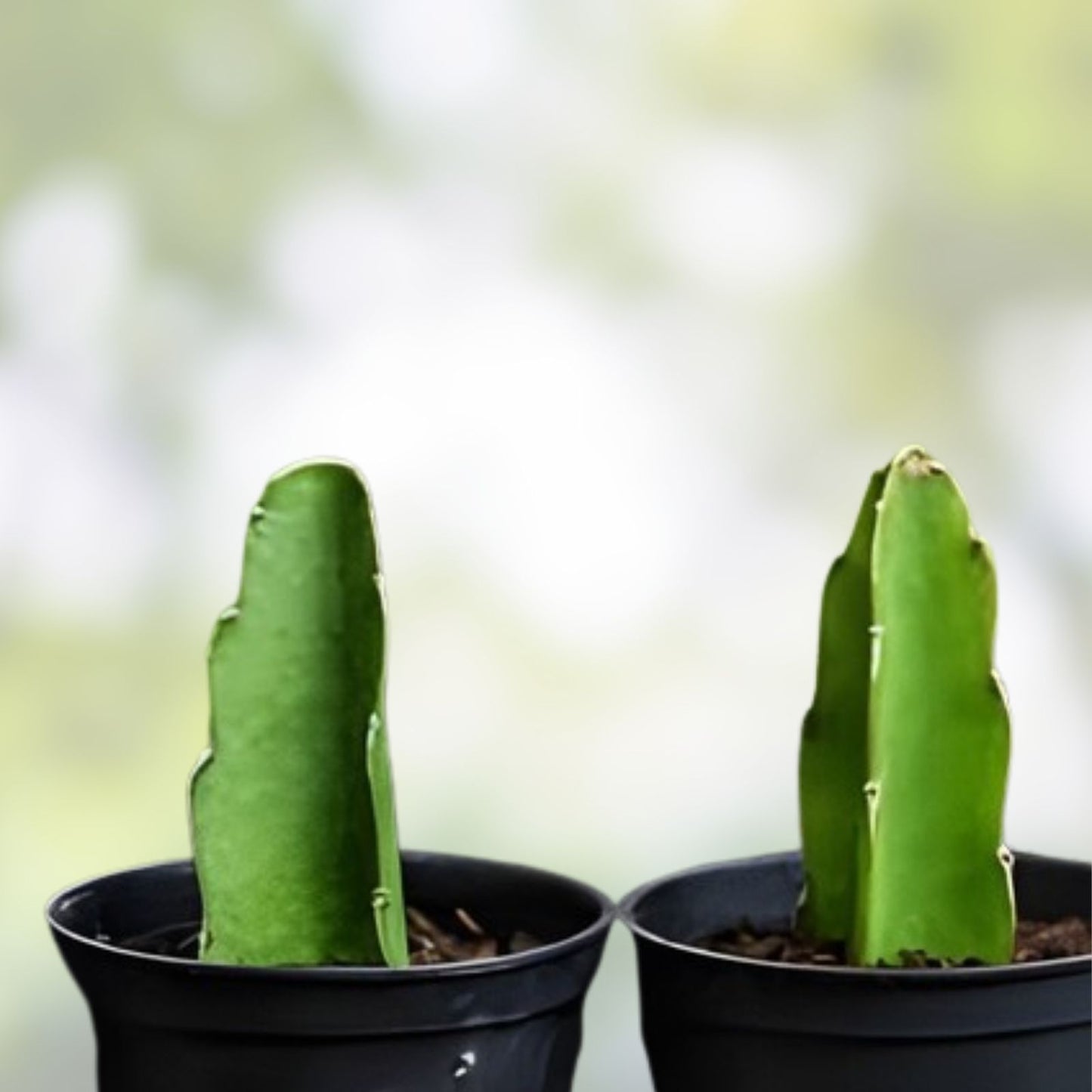 Dragon Fruit Cuttings 8-10 Inch Long, Pitaya Varieties, Fresh Plant Propagation, Hylocereus spp.