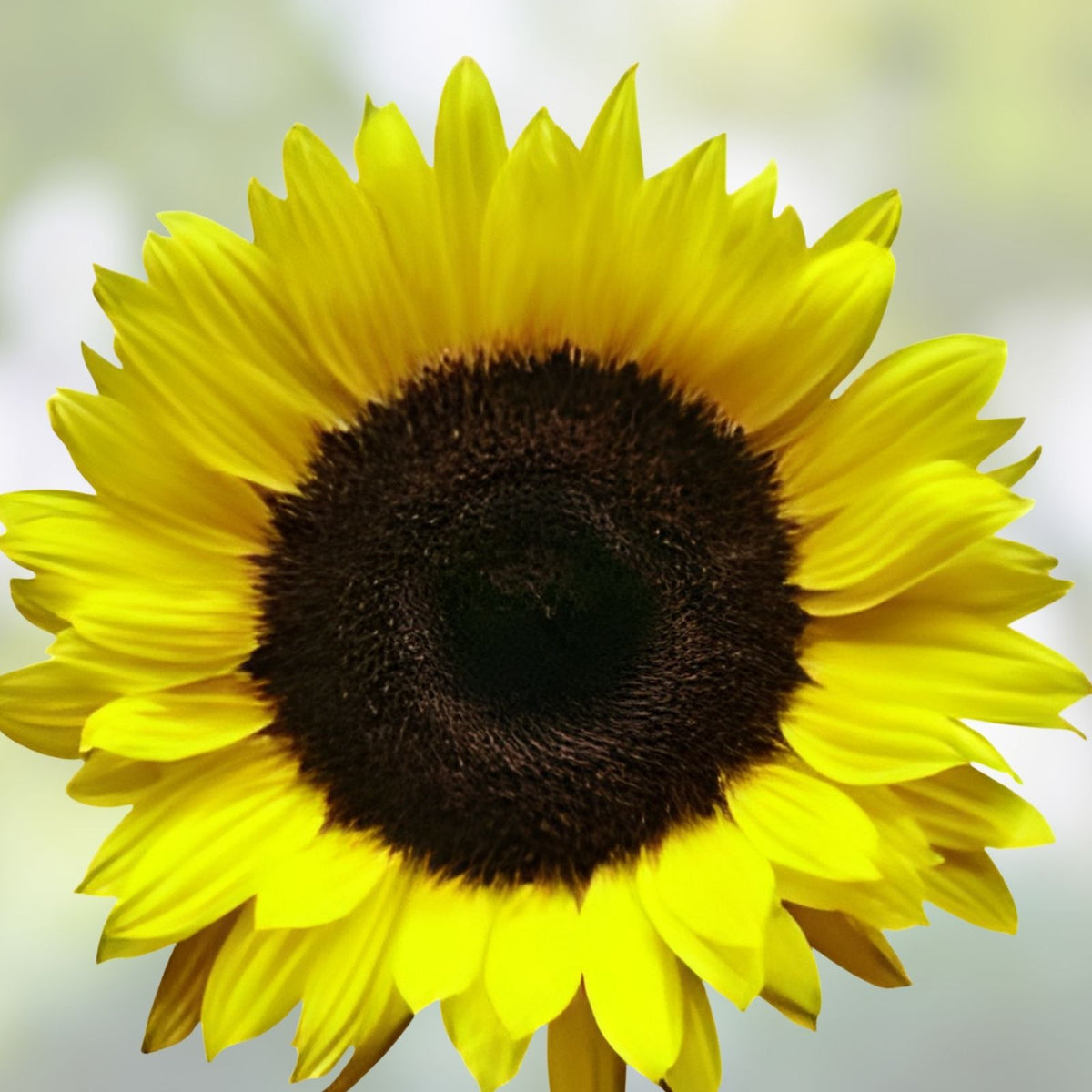 Sunflower Seeds 500 Count Lemon Queen Variety Vivid Colorful Blooms Helianthus annuus Garden Planting