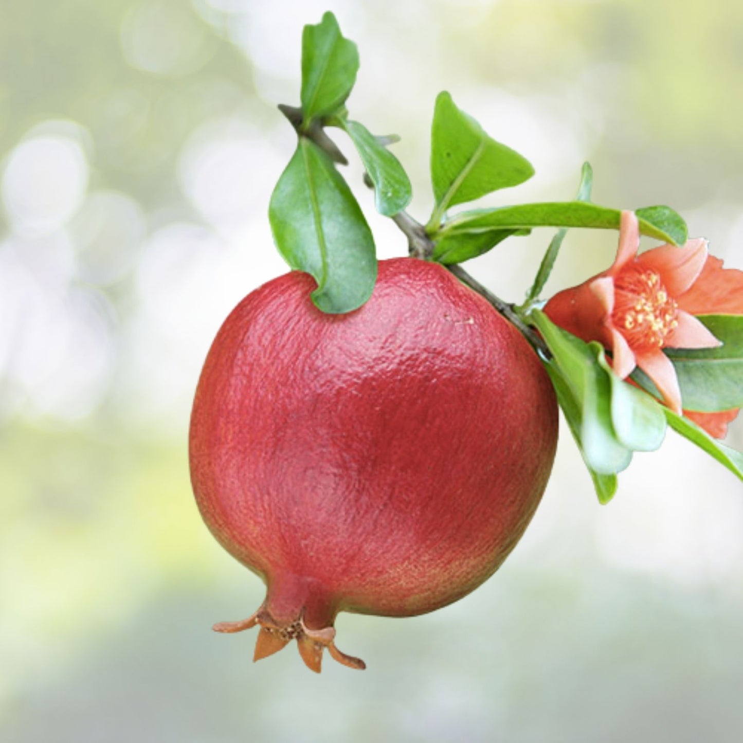 Dwarf Pomegranate Seeds - Organic Punica granatum nana - 20 Seeds - Edible Fruit Plant for Home Garden