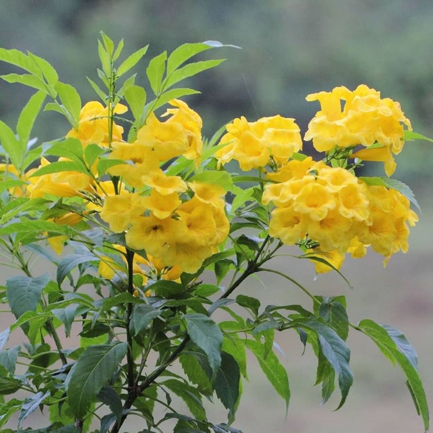 Yellow Trumpetbush Seeds - 20 Count - Rare Exotic Tecoma stans Flowering Plant Seeds
