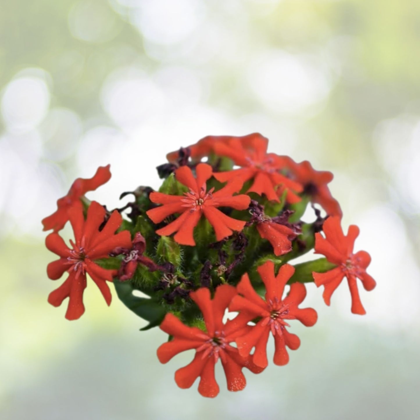 Maltese Scarlett Cross Seeds - Lychnis chalcedonica - 50+ Seeds, Vibrant Red Blooms, Easy to Grow, Garden Flowers