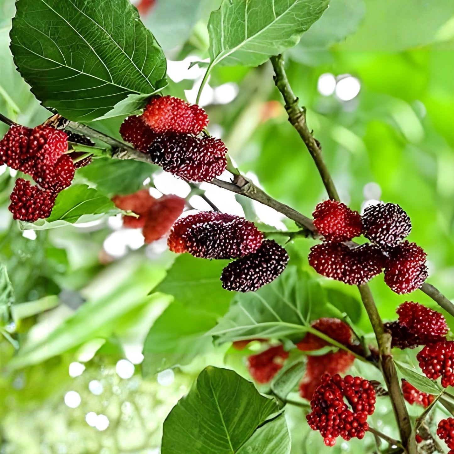 Live Red Mulberry Plant 16-24 Inches Morus alba, Edible Berry Fruit Tree, Hardy Zones 5-9, Ornamental Tree, 1-2 Years Old