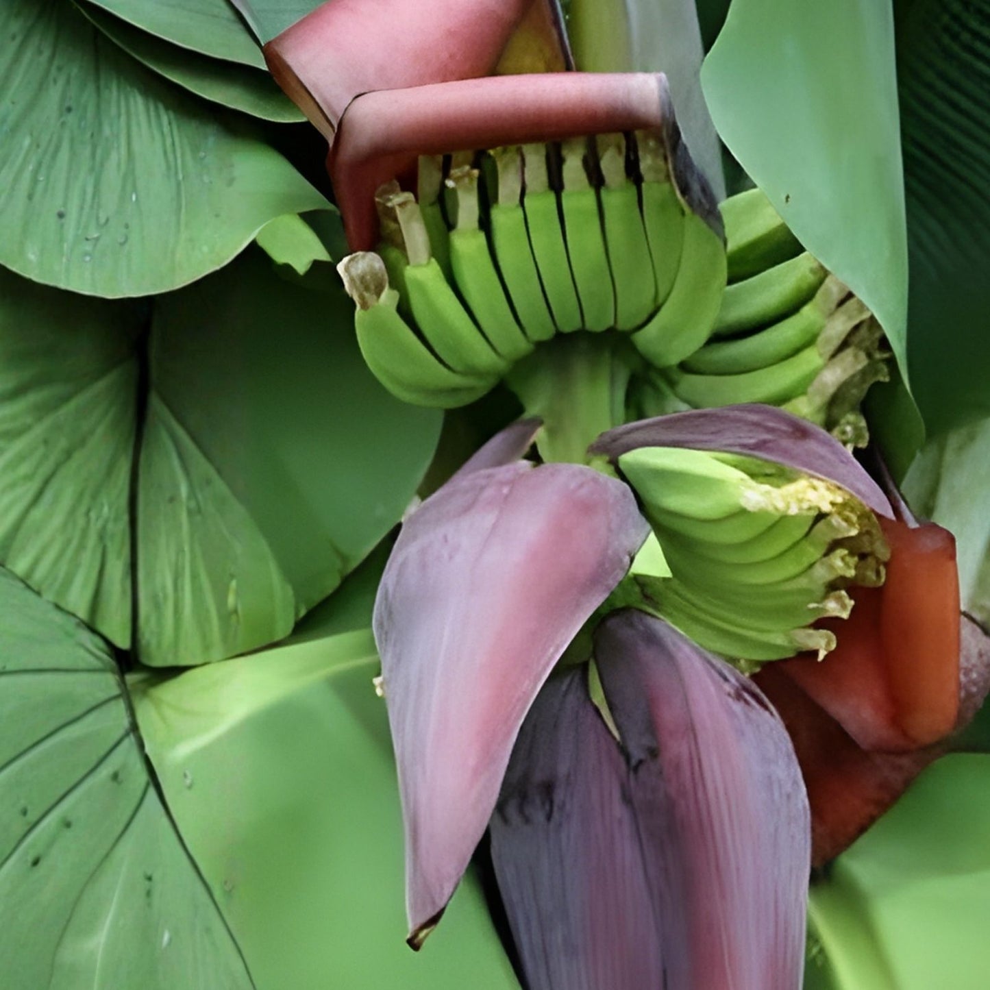 Wild Banana Tree Seeds - 10 Seeds - Musa acuminata - Tropical Fruit Planting Seeds for Garden and Landscaping