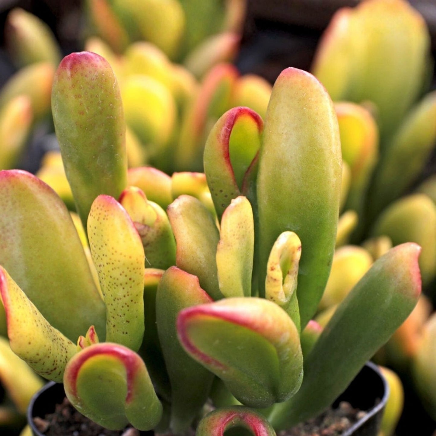 Gollum Jade Succulent 2-4" Live Plant | Crassula Ovata | Unique Money Tree Feature