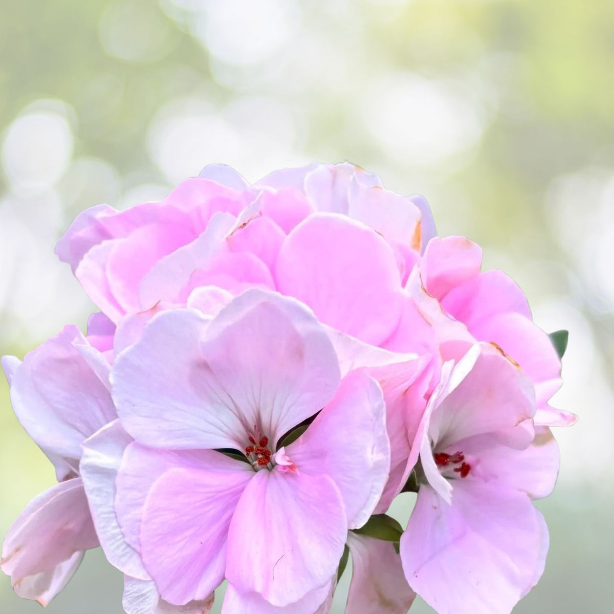 Geranium Cuttings - 6 Inch Rare White and Purple Pelargonium spp. - 3 Cuttings for Planting