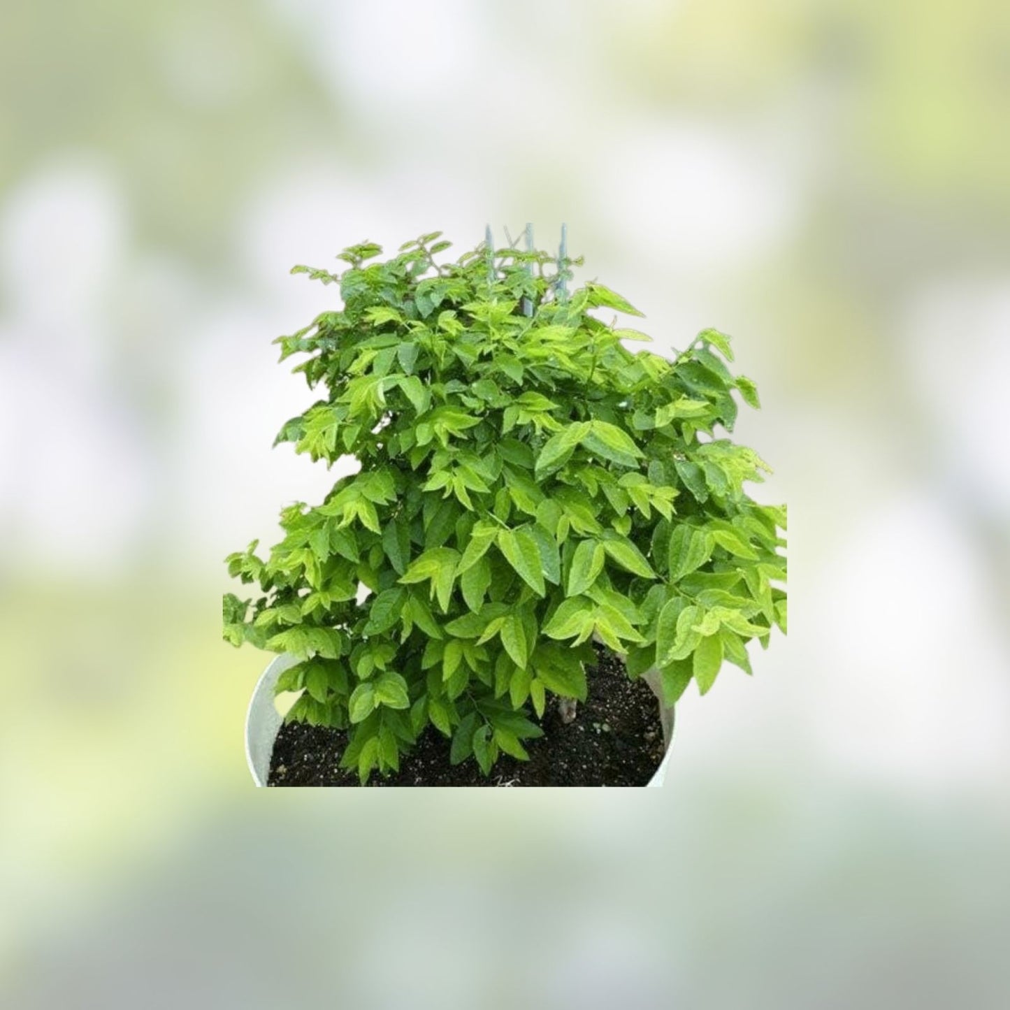 Katuk Star Gooseberry Cuttings – 5 Fresh Unrooted Stems – Sweet Leaf Plant – Sauropus androgynus Edible Herb