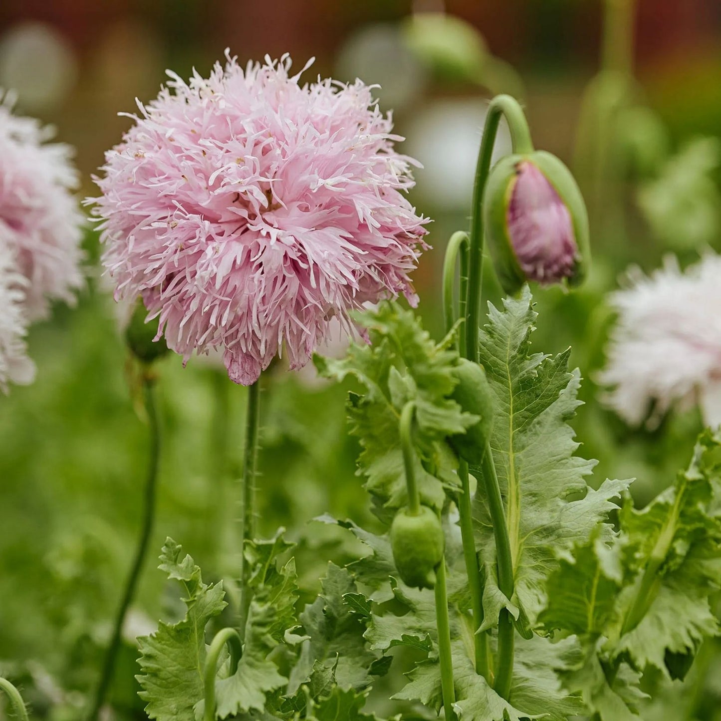 Exotic Poppy Seeds for Planting – 200 Seeds – Easy to Grow Papaver Somniferum Flower Seeds