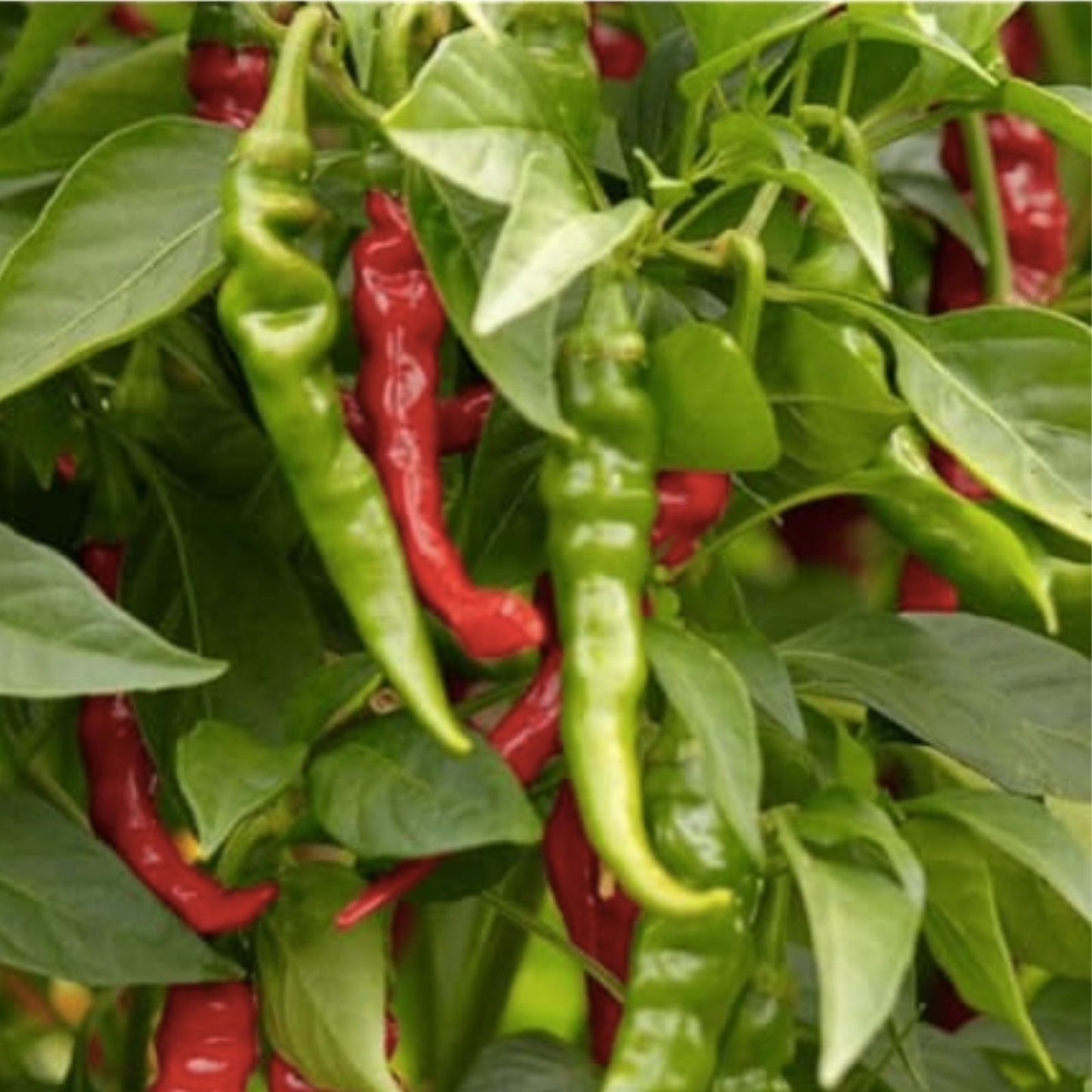 Iberia Pepper Seeds 25 Count – Hybrid Hot Pepper Capsicum annuum for All Season Growth