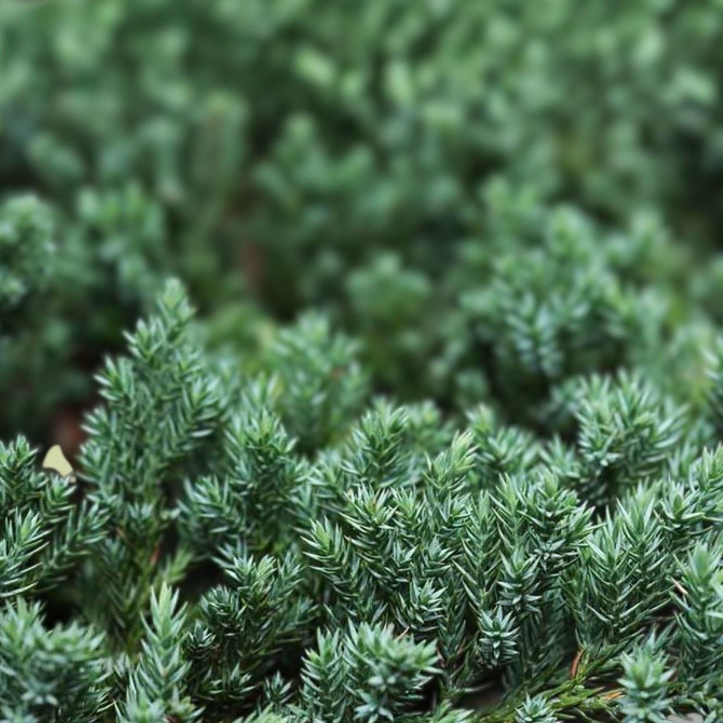 Juniper Cuttings Set of 12 – Not Rooted Shrubs for Landscaping – Juniperus spp. – Zone 5-9