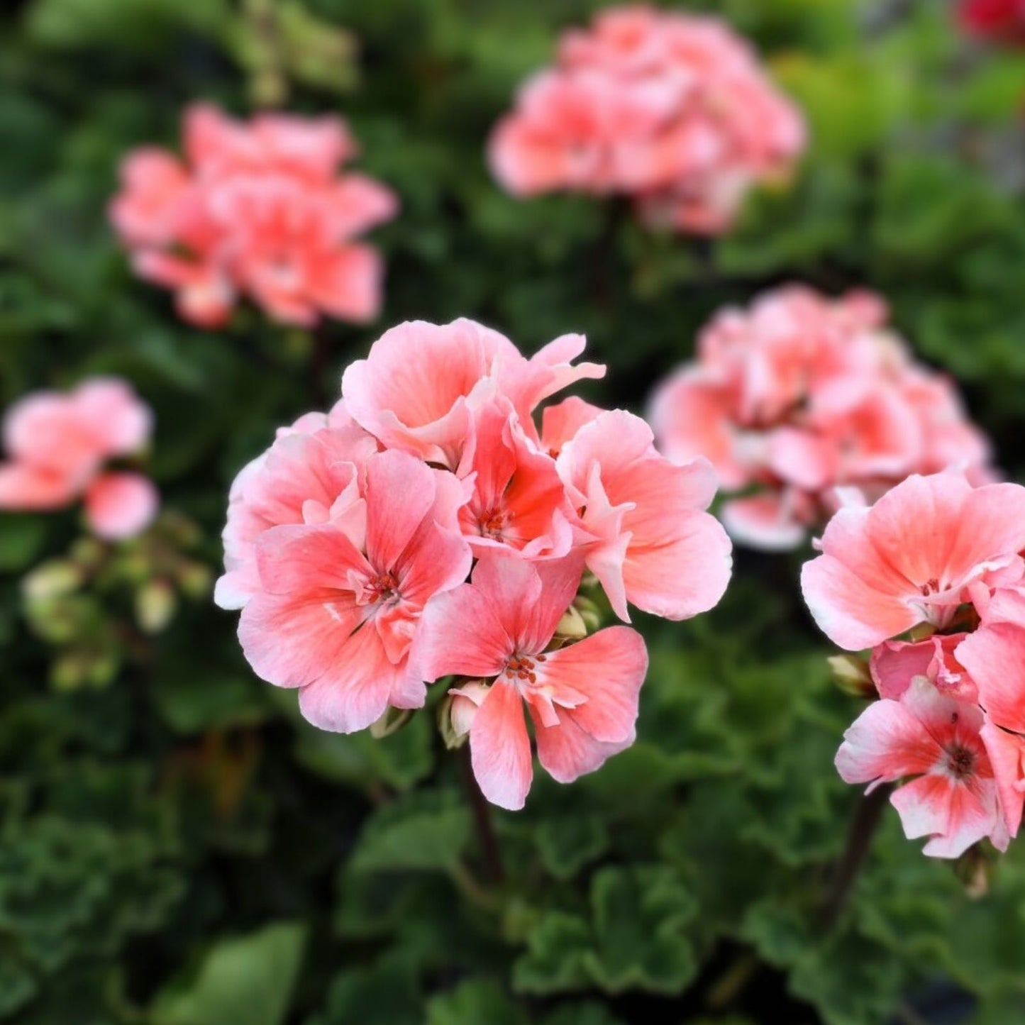 Geranium Cuttings Salmon-Pink Upright Pelargonium 4 Rooting Plants for Gardening
