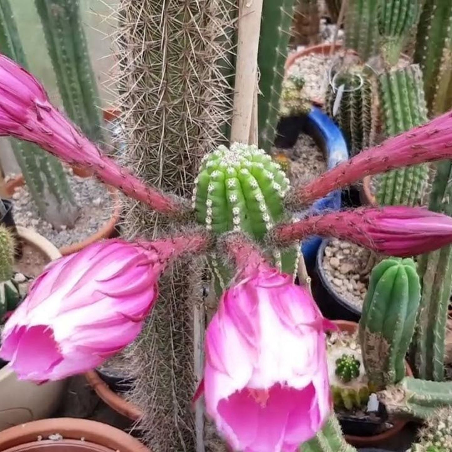 Echinopsis Thelegonus x Grandiflorus Cutting Cactus Succulent Plant for Collection - Theleflora Misplant Lineage