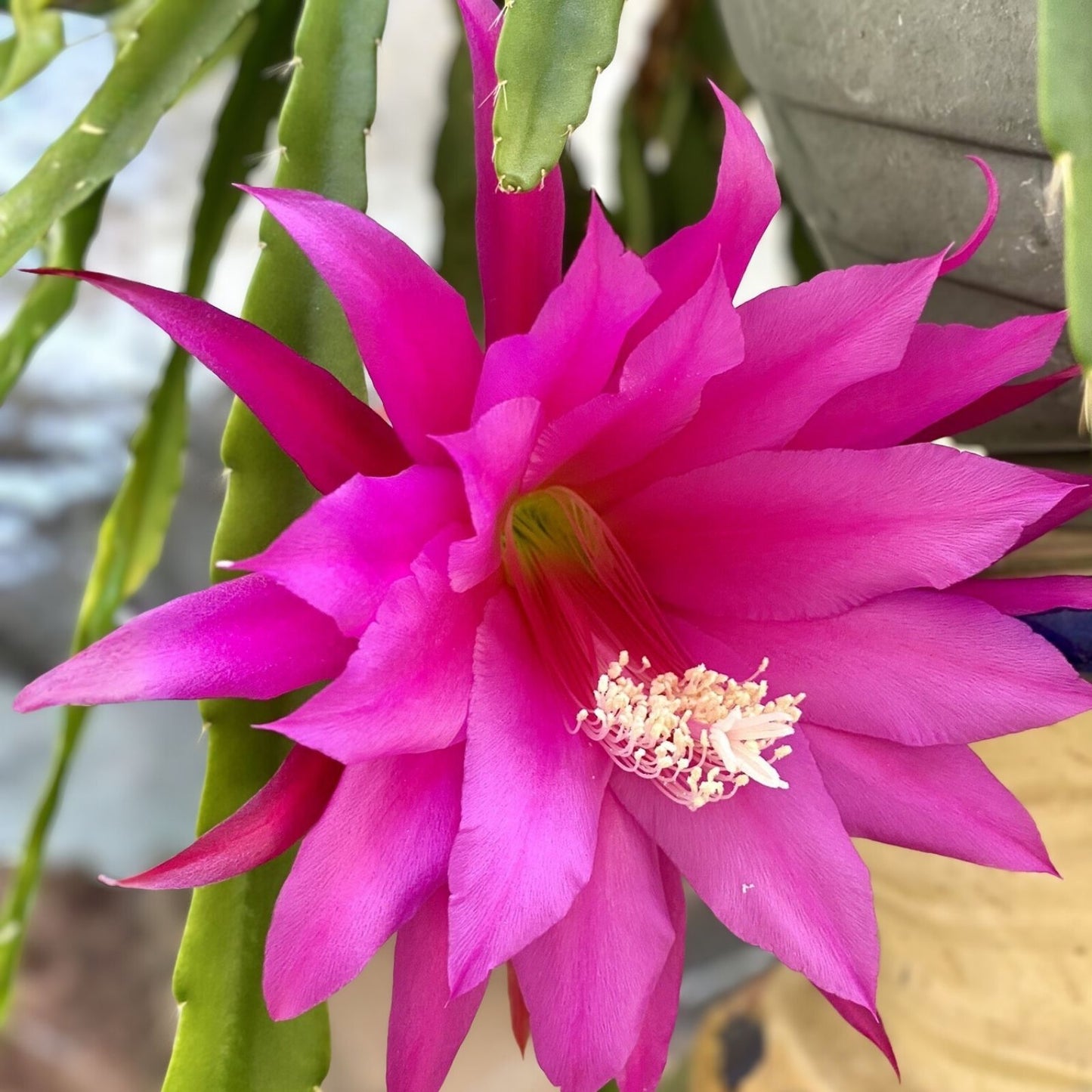Epiphyllum 'Grand Baroque' Rooted Cutting - Rare Orchid Cactus, Colorful Succulent Houseplant, Unique Epiphyllum Variety