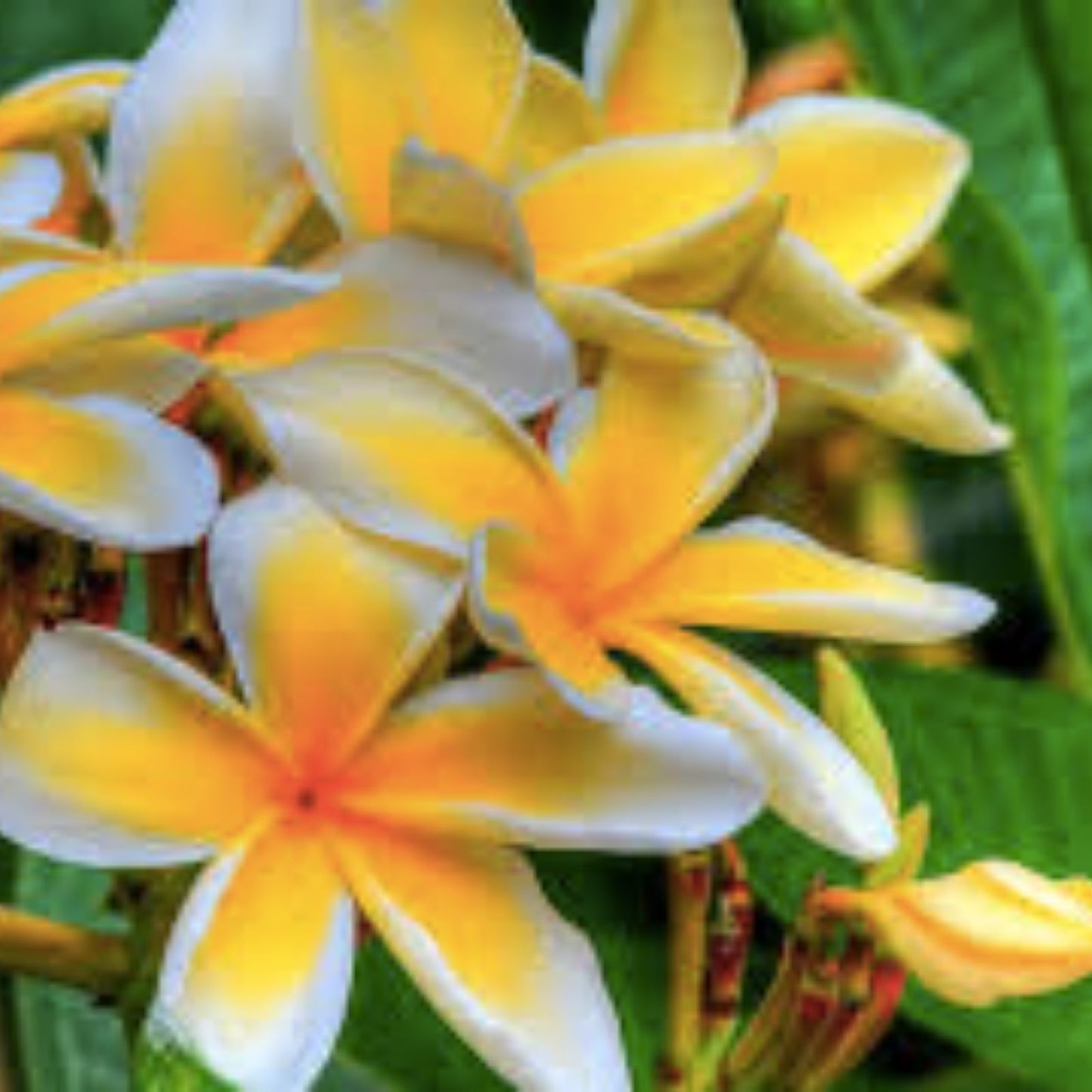 Plumeria Cutting Hawaiian Grown Temple Tree #2A Frangipani Variety for Gardens and Landscapes